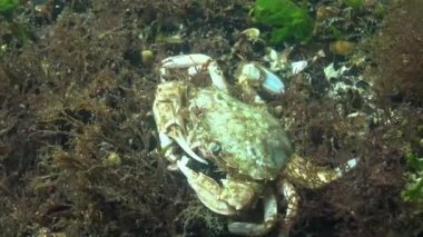 Yengeç yiyor, Yüzme yenmesi yengeç (Macropipus holsatus) veya Uçan yengeç (Liocarcinus). Karadeniz, Odessa Körfezi