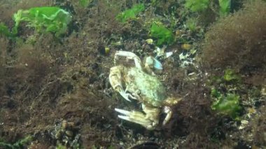 Yengeç yiyor, Yüzme yenmesi yengeç (Macropipus holsatus) veya Uçan yengeç (Liocarcinus). Karadeniz, Odessa Körfezi