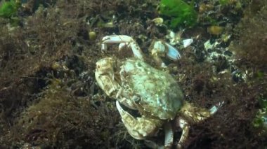 Yengeç yiyor, Yüzme yenmesi yengeç (Macropipus holsatus) veya Uçan yengeç (Liocarcinus). Karadeniz, Odessa Körfezi