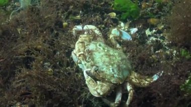 Yengeç yiyor, Yüzme yenmesi yengeç (Macropipus holsatus) veya Uçan yengeç (Liocarcinus). Karadeniz, Odessa Körfezi