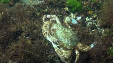 Yengeç yiyor, Yüzme yenmesi yengeç (Macropipus holsatus) veya Uçan yengeç (Liocarcinus). Karadeniz, Odessa Körfezi