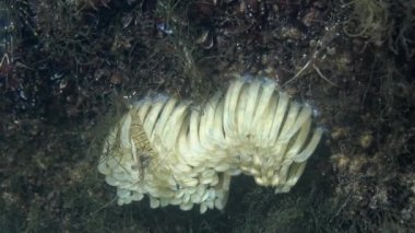 Karadeniz 'deki istilacı Rapana venosa' nın yırtıcı kozaları. Karadeniz 'in Hayvanı