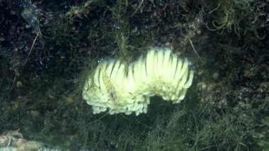 Karadeniz 'deki istilacı Rapana venosa' nın yırtıcı kozaları. Karadeniz 'in Hayvanı