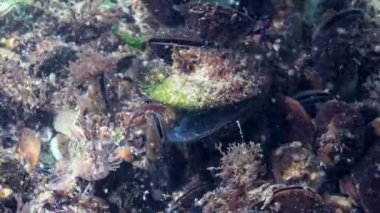 Dokunaçlı blenny (Parablennius tentacularis). Erkek altta, orta atışta. Karadeniz.