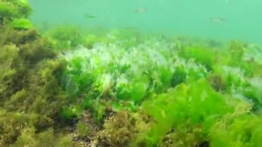 Denizde fotosentez, sualtı manzarası, balık Atherina Pontica. Su altı kayaları üzerinde yeşil, kırmızı ve kahverengi algler (Enteromorpha, Ulva, Seramium, Polisiphonia). Odessa Körfezi, Karadeniz
