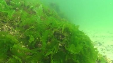 Karadeniz 'de deniz tabanında bulunan kırmızı, yeşil ve kahverengi algler (Porphyra, Enteromorpha, Ulva). Karadeniz 'deki sualtı manzarası.