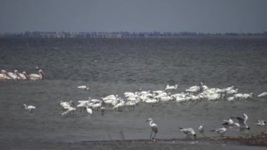 Beyaz ot, martılar ve pelikanlar Sasyk Gölü'nde büyük bir kuş sürüsünde. Ukrayna
