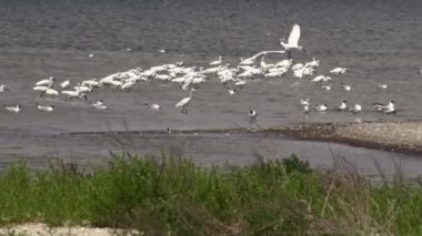 Beyaz ot, martılar ve pelikanlar Sasyk Gölü'nde büyük bir kuş sürüsünde. Ukrayna