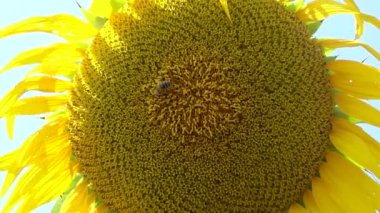 Arı ayçiçeğinin üzerinde bal toplar. Yaygın ayçiçeği (Helianthus annuus) 