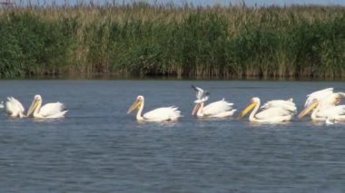 Büyük beyaz pelikan (Pelecanus onocrotalus), kuşlarda kuşlar balıkların bir sürüsü. Tuzla Estuary, Odessa Region, Ukrayna
