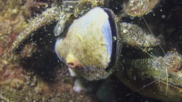 Kagyló Mosogató Ismert Mint Polyzoa Ectoprocta Vagy Leggyakrabban Moss Állatok — Stock videók