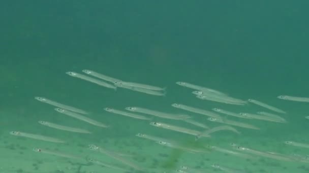 Stado Małych Ryb Zakopuje Się Piasku Nocy Śródziemnomorski Węgorz Piaskowy — Wideo stockowe