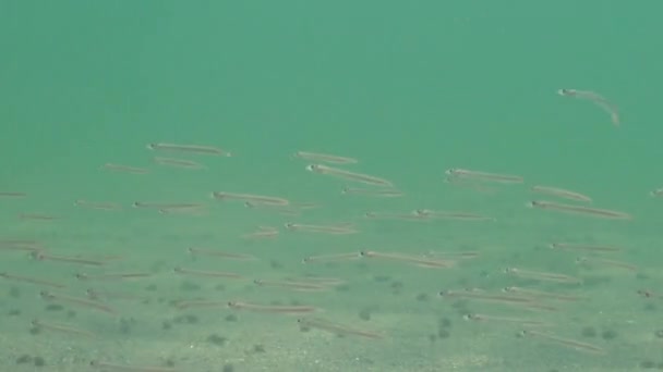 夜に砂に埋もれた小さな魚の群れ 地中海の砂ウナギ ジムナムモディテスシケルス 黒海の魚オデッサ湾 — ストック動画