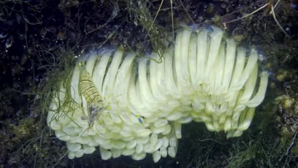 Cocons Mollusque Prédateur Rapana Venosa Envahisseur Mer Noire Faune Mer — Video
