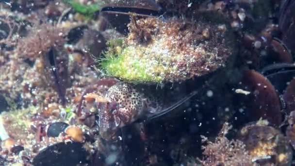 Tentacled Blenny Parablennius Tentacularis Male Bottom Medium Shot Black Sea — Stock Video