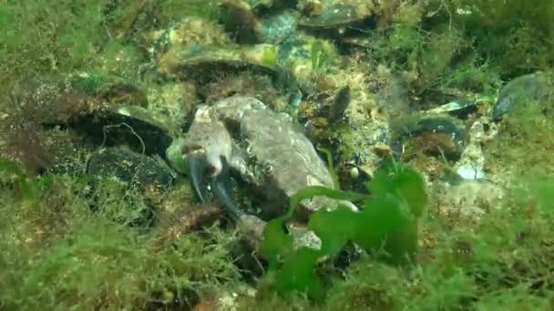 Cangrejo Redondo Jaguar Xantho Poressa Fauna Del Mar Negro — Vídeo de stock