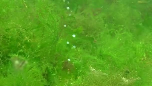 Nagromadzenie Alg Dnie Pęcherzyki Powietrza Emanują Dna Krewetki Glony Morze — Wideo stockowe