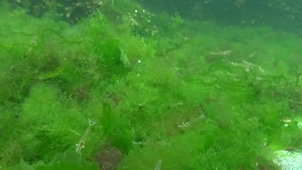 底に藻類の蓄積 気泡が底から発する 藻類のエビ — ストック動画