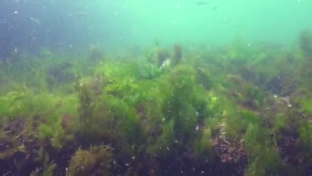 黑海海底的红藻 绿藻和褐藻 斑海豹 肠水藻 乌尔瓦 黑海的水下景观 — 图库视频影像