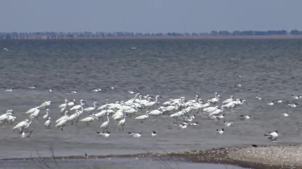 Bílý Býk Racci Pelikáni Velkém Hejnu Ptáků Jezeře Sasyk Ukrajina — Stock video