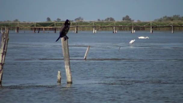 Grande Cormorano Phalacrocorax Carbo Sasik Liman — Video Stock