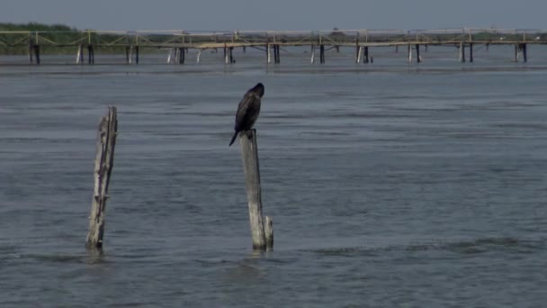 Marele Cormoran Phalacrocorax Carbo Liman Sasik — Videoclip de stoc