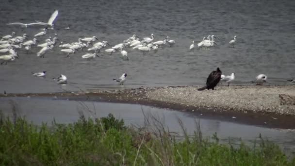 Garza Blanca Gaviotas Pelícanos Una Gran Bandada Aves Lago Sasyk — Vídeos de Stock