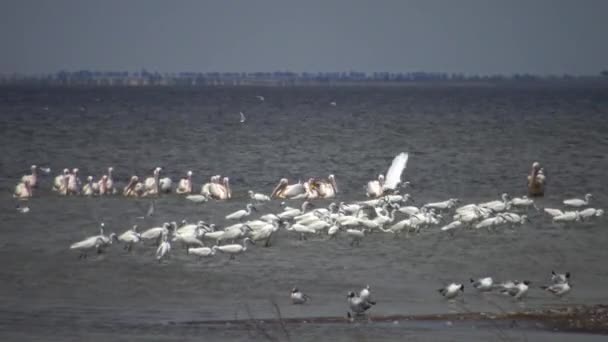 Белая Цапля Чайки Пеликаны Большой Стае Птиц Озере Сасык Украина — стоковое видео