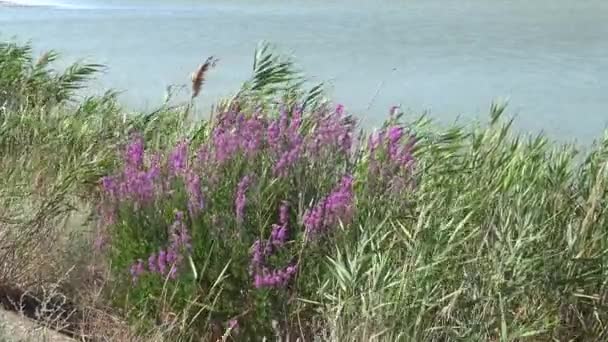 Blühende Pflanzen Ufer Eines Süßwasserreservoirs Sasyk Liman — Stockvideo