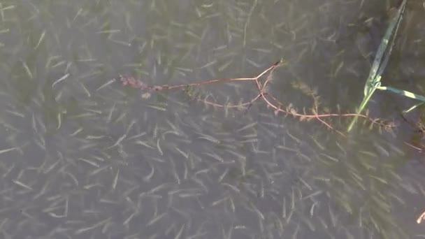 Flock Small Fish Big Scale Sand Smelt Atherina Boyeri Atherina — Stock Video