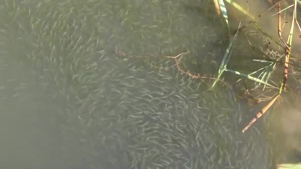 Una Bandada Peces Pequeños Arena Gran Escala Olía Atherina Boyeri — Vídeo de stock