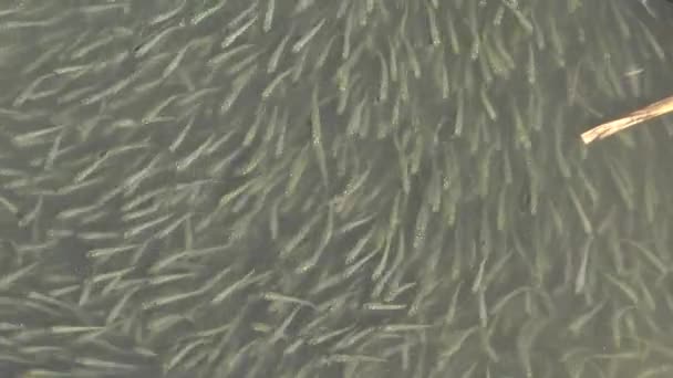 Flock Small Fish Big Scale Sand Smelt Atherina Boyeri Atherina — Stock Video