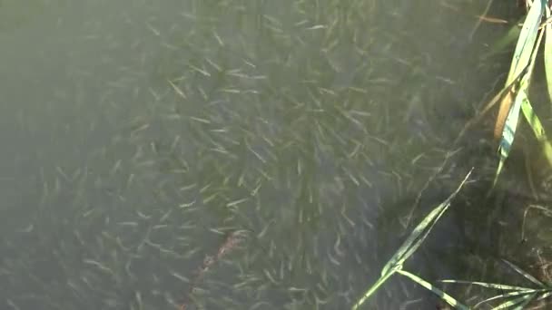 Ein Schwarm Kleiner Fische Der Große Sandgeruch Atherina Boyeri Atherina — Stockvideo