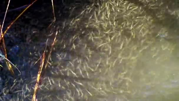 Vodní Had Loví Drobné Ryby Hejno Malých Ryb Velký Písek — Stock video