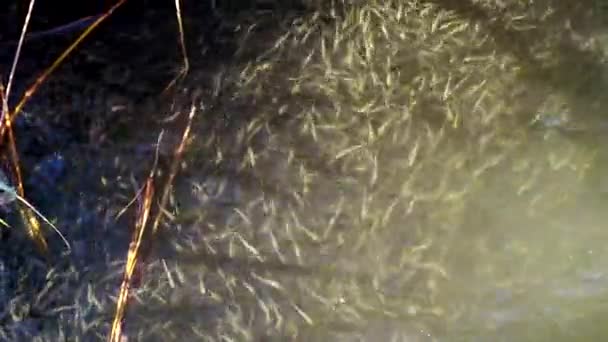 水ヘビは小さな魚を狩る 小魚の群れ 大型砂のワカメ アセリーナ ボエリ ポンティカ サシック リマン — ストック動画