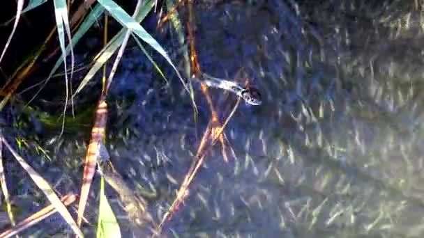 Νερό Φίδι Κυνηγά Μικρά Ψάρια Ένα Σμήνος Από Μικρά Ψάρια — Αρχείο Βίντεο