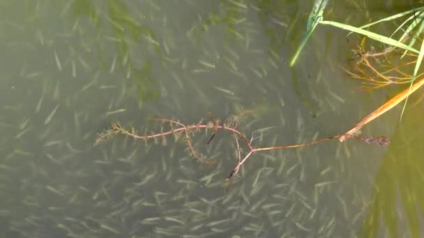 Water Snake Caza Peces Pequeños Una Bandada Peces Pequeños Arena — Vídeo de stock