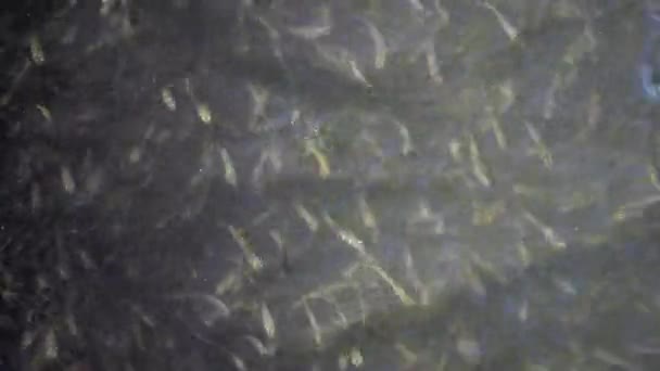 水ヘビは小さな魚を狩る 小魚の群れ 大型砂のワカメ アセリーナ ボエリ ポンティカ サシック リマン — ストック動画