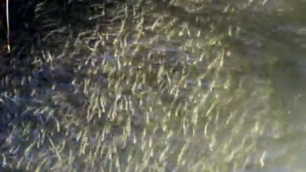 水ヘビは小さな魚を狩る 小魚の群れ 大型砂のワカメ アセリーナ ボエリ ポンティカ サシック リマン — ストック動画