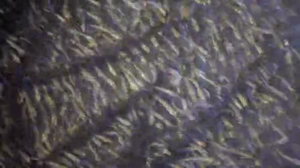 水ヘビは小さな魚を狩る 小魚の群れ 大型砂のワカメ アセリーナ ボエリ ポンティカ サシック リマン — ストック動画