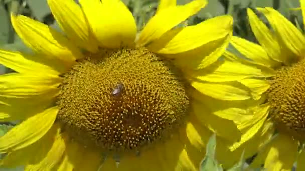 L'abeille collecte le miel sur le tournesol. Le tournesol commun (Helianthus annuus) 