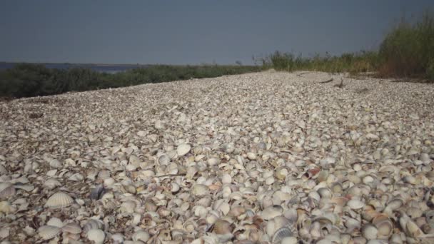 Emissioni Tempesta Molluschi Sulle Rive Dell Estuario Del Tuzla Mar — Video Stock
