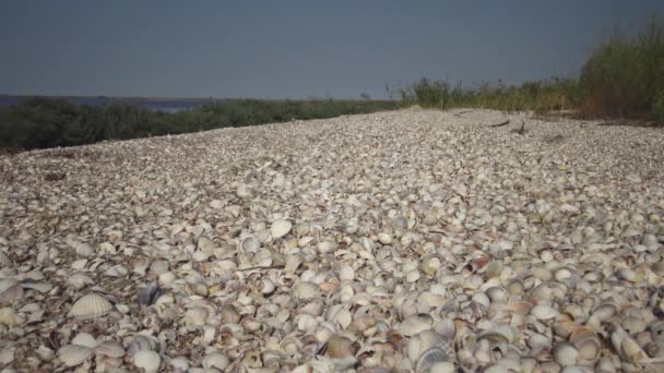 Emisiones Moluscos Las Orillas Del Estuario Tuzla Mar Negro — Vídeo de stock