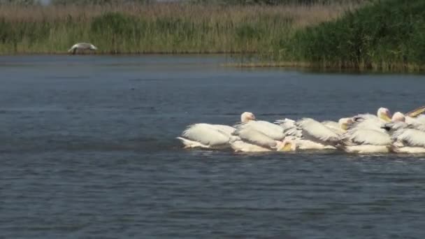 Great White Pelican Pelecanus Onocrotalus Flock Birds Fishes Estuary Tuzla — Stock Video