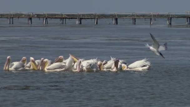 Grand Pélican Blanc Pelecanus Onocrotalus Troupeau Oiseaux Poissons Dans Estuaire — Video