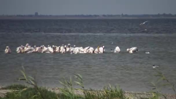 Gran Pelícano Blanco Pelecanus Onocrotalus Una Bandada Aves Peces Estuario — Vídeos de Stock