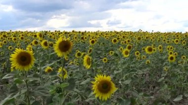 Çiçek açan bir tarla. Sıradan ayçiçeği (Helianthus annuus). Bolgradsky bölgesi, Odessa bölgesi, Ukrayna