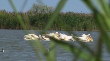 Büyük beyaz pelikan (Pelecanus onocrotalus), kuşlarda kuşlar balıkların bir sürüsü. Tuzla Estuary, Odessa Region, Ukrayna