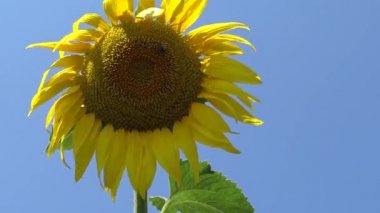 Arı ayçiçeğinin üzerinde bal toplar. Yaygın ayçiçeği (Helianthus annuus) 