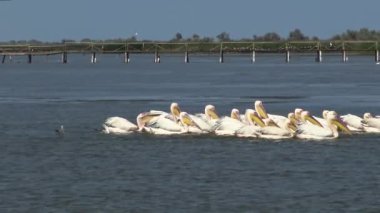 Büyük beyaz pelikan (Pelecanus onocrotalus), kuşlarda kuşlar balıkların bir sürüsü. Tuzla Estuary, Odessa Region, Ukrayna
